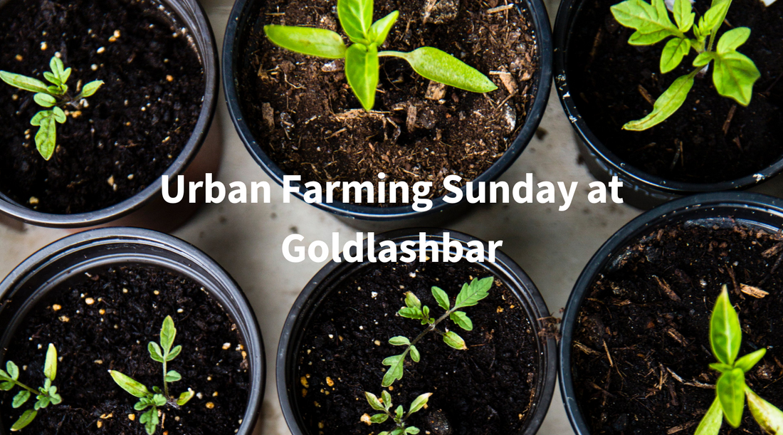 Urban Farming Sunday at Goldlashbar